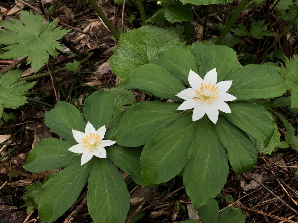 Paris japonica