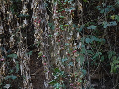 Diplocyclos palmatus