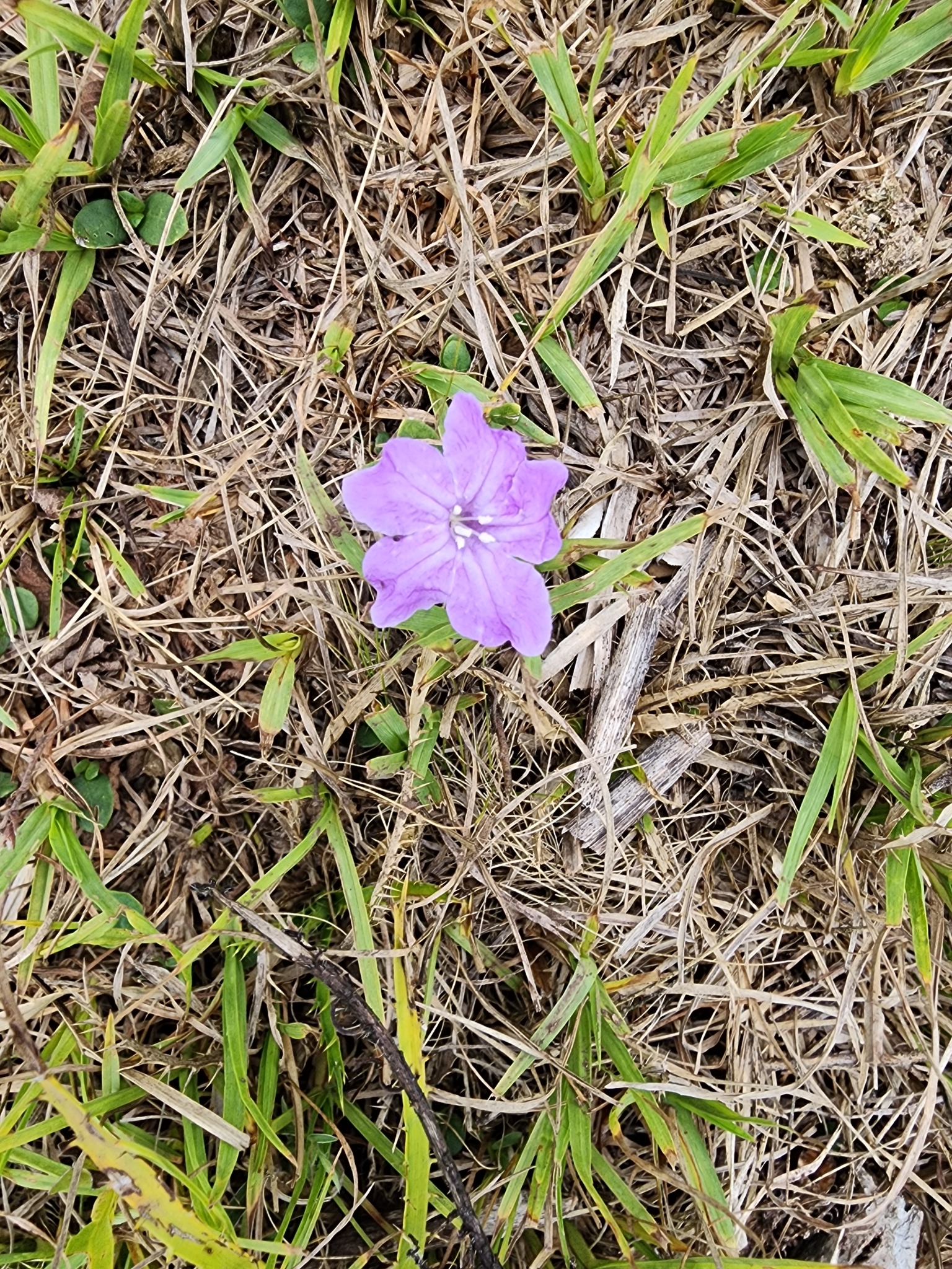 Ruellia hypericoides