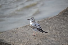 Chroicocephalus ridibundus