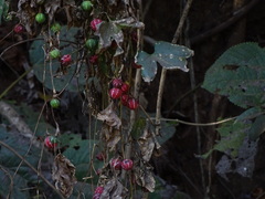 Diplocyclos palmatus