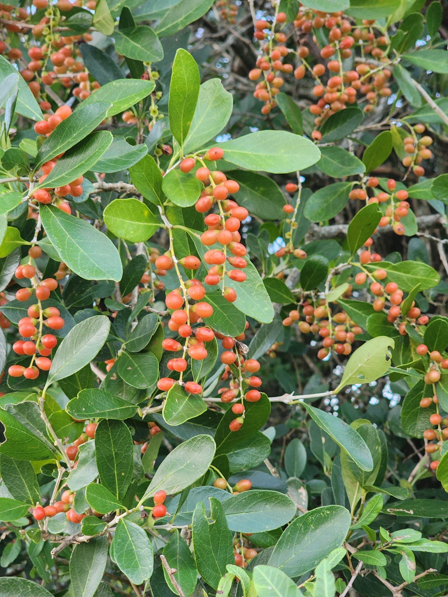 Citharexylum montevidense