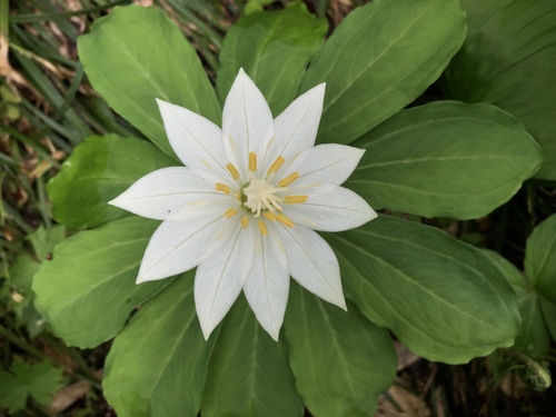 Kinugasa japonica iNat (2)