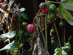 Diplocyclos palmatus