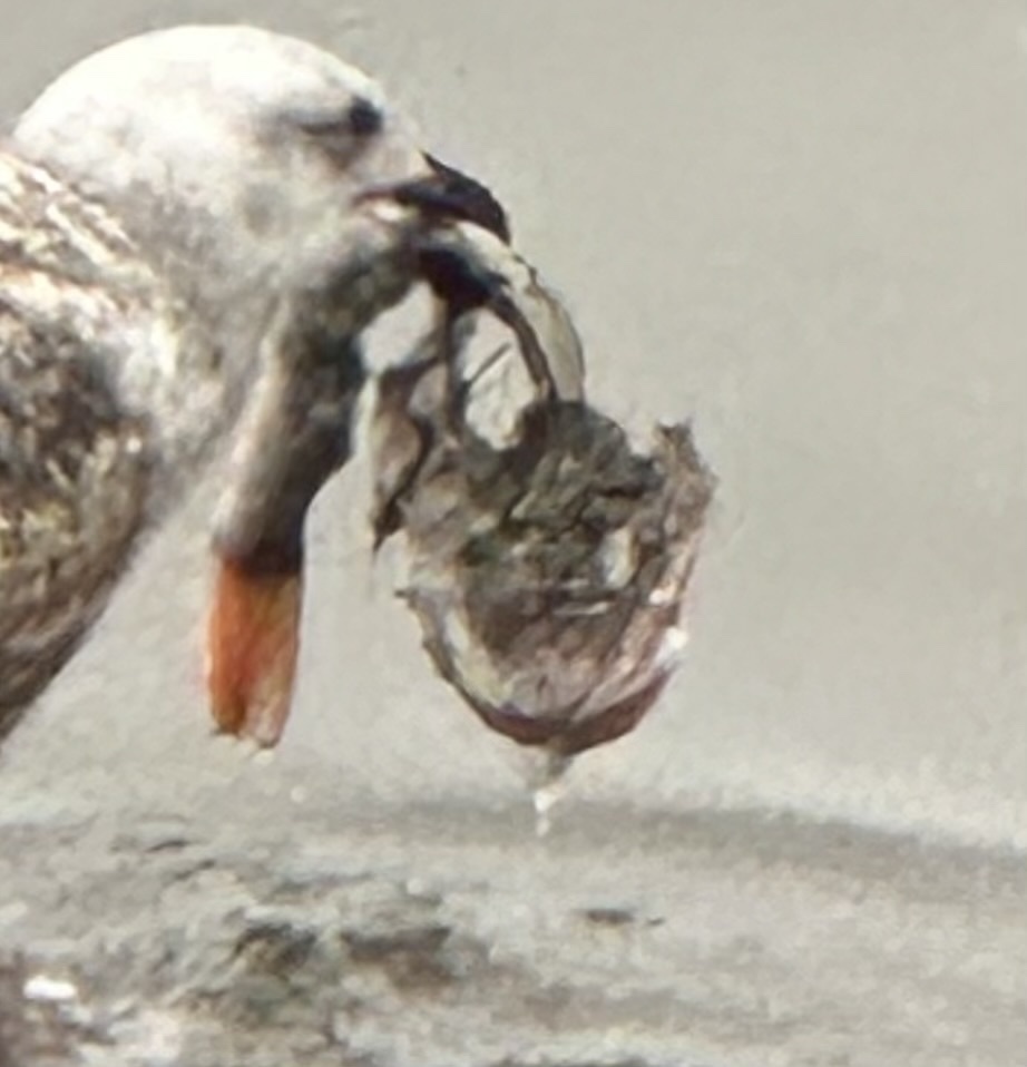 Striped searobin (Prionotus evolans) — Triglidae