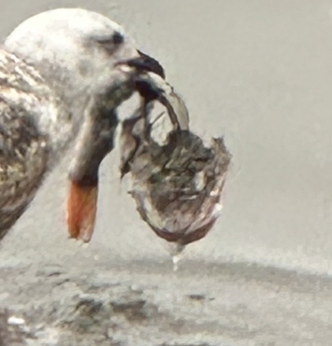 Striped searobin (Prionotus evolans) — Triglidae