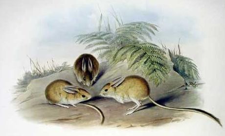 Fawn Hopping Mouse (Notomys cervinus) — Near Threatened Mammalia