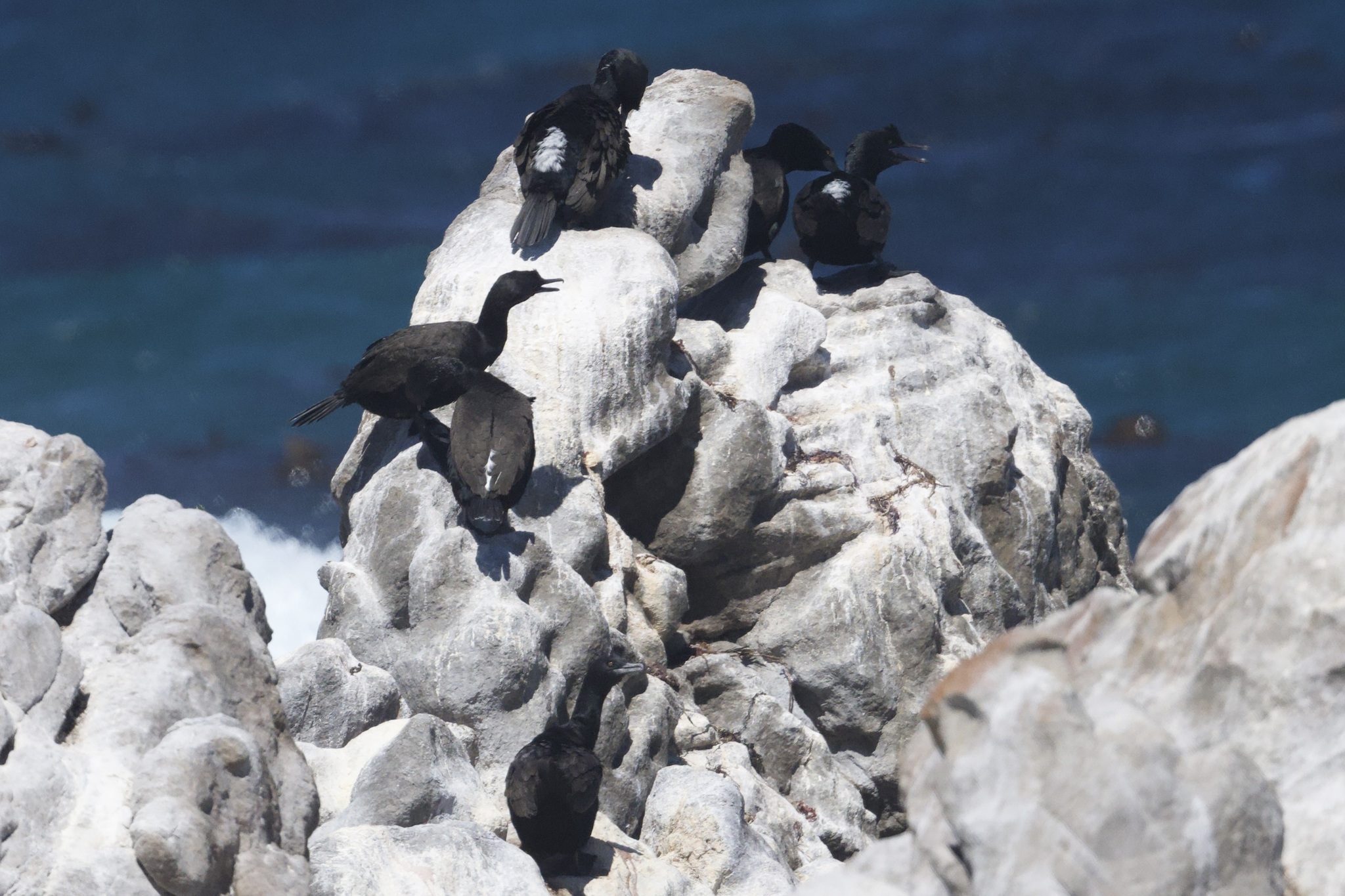 Bank Cormorant (Phalacrocorax neglectus), photo 2