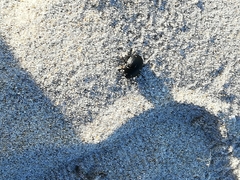 Erodius siculus