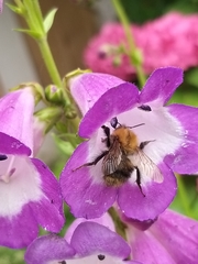 Bombus pascuorum