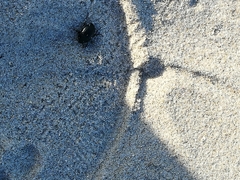 Erodius siculus