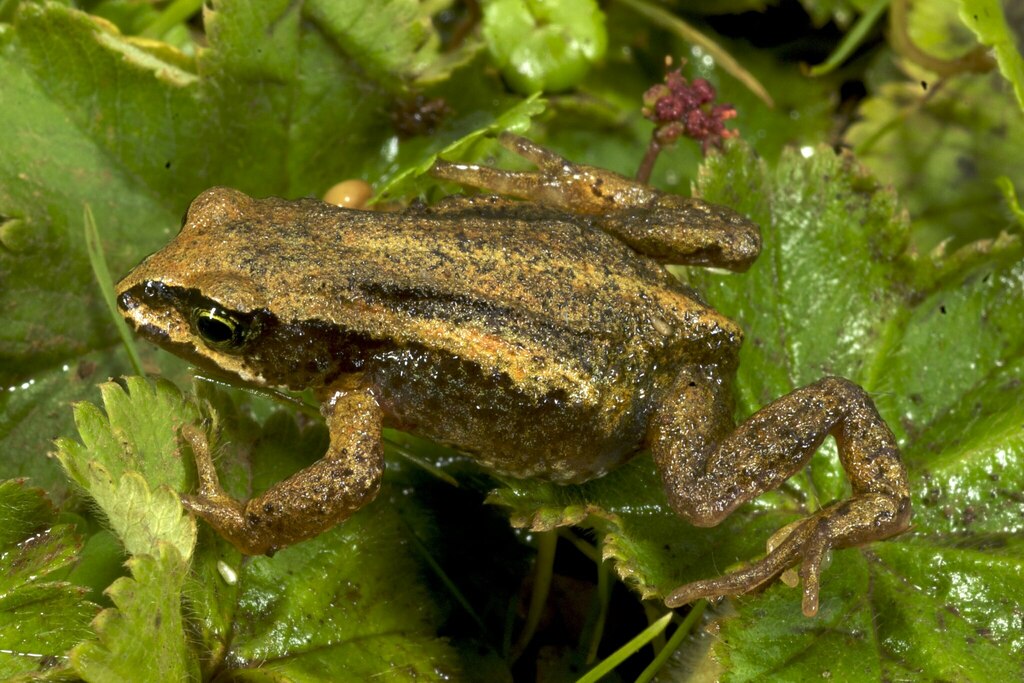 Ethiopian Toads