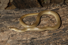 Taylor's Ground Snake photo 3
