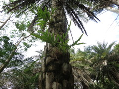 Drynaria quercifolia