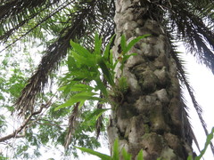 Drynaria quercifolia