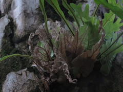 Drynaria quercifolia