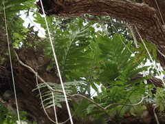 Drynaria quercifolia