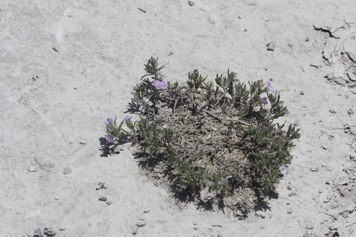 Image of Nama stevensii by (c) Juan Cruzado Cortés, some rights reserved (CC BY-SA)
