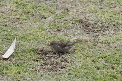 Passer domesticus