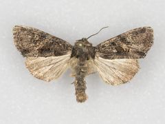 Oligia tusa