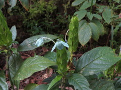 Ecbolium ligustrinum