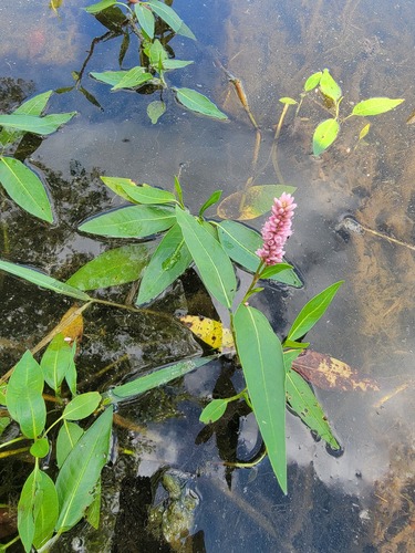 longroot smartweed