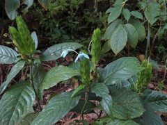 Ecbolium ligustrinum