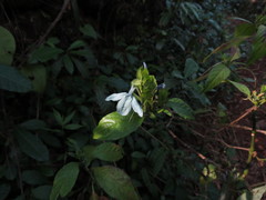 Ecbolium ligustrinum