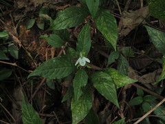 Ecbolium ligustrinum