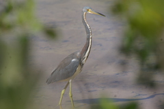 Egretta tricolor image