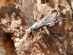 Auplopus architectus