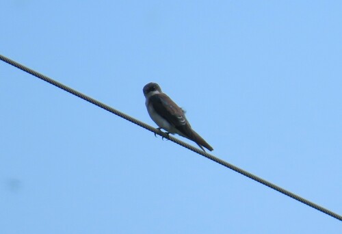 Tree Swallow