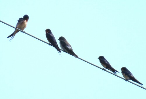 Barn Swallow