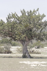 Juniperus coahuilensis
