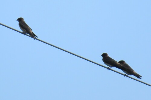 Cliff Swallow