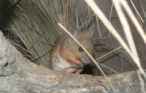 Plains Mouse