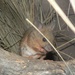 Plains Mouse - Photo (c) anonymous, some rights reserved (CC BY-SA)