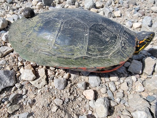 Western Painted Turtle