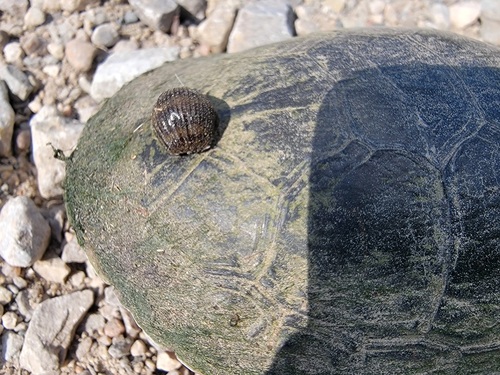 Smooth Turtle Leech