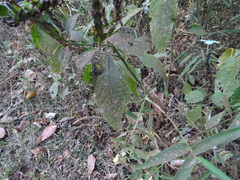 Ecbolium