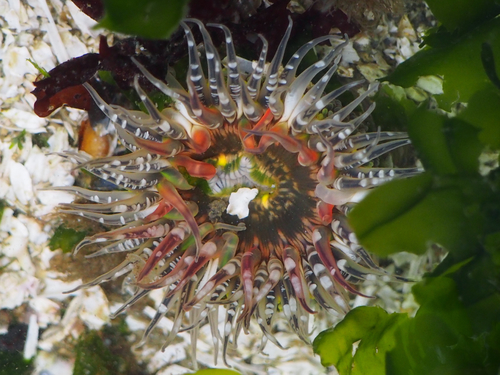 Moonglow Anemone, photo 3 of 10