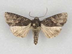 Oligia tusa