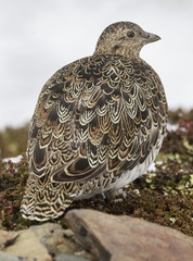 White-Bellied Seedsnipe photo 4