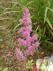 Astilbe × arendsii