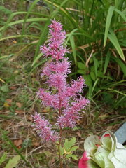 Astilbe × arendsii