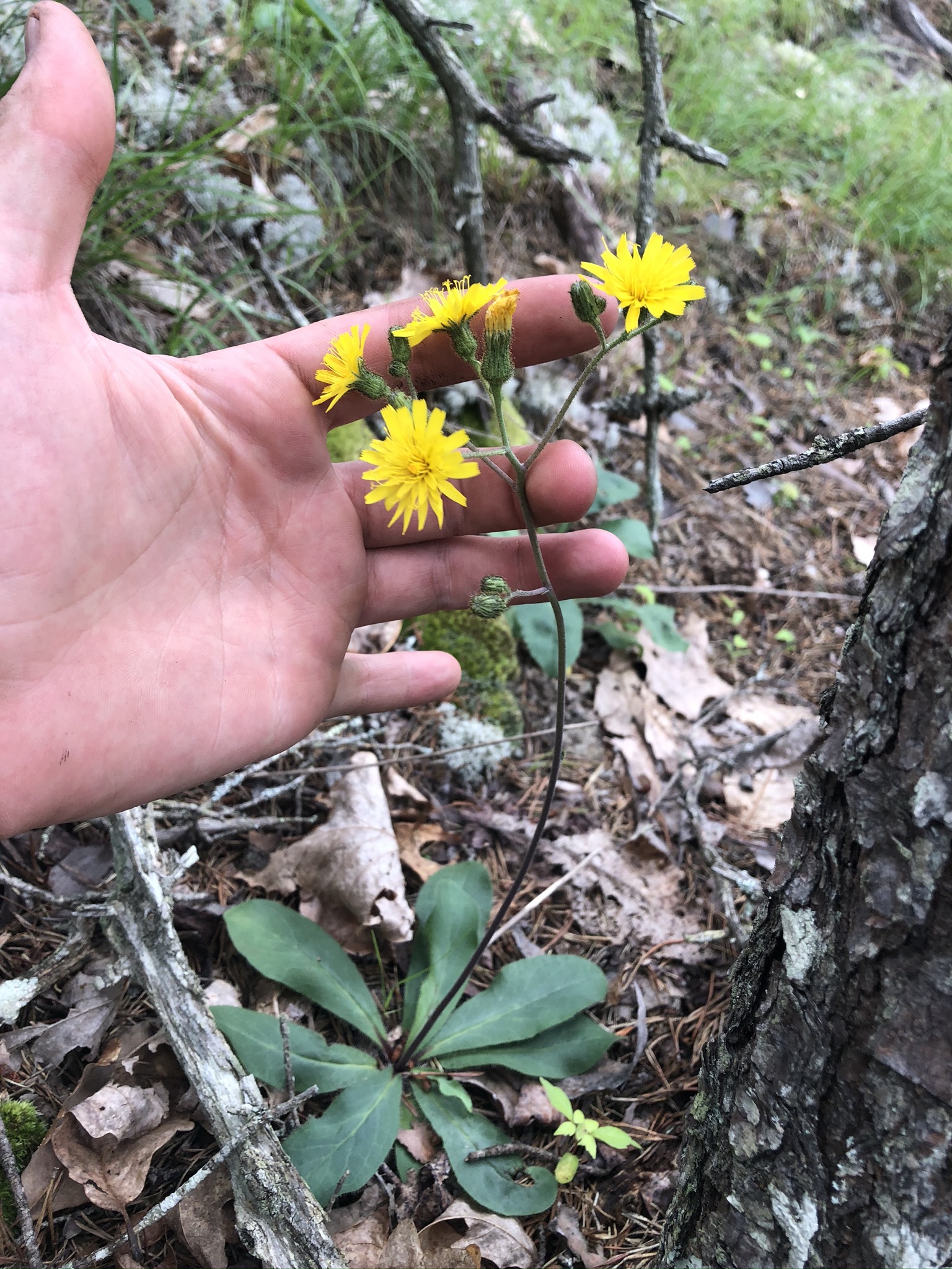 Hieracium traillii