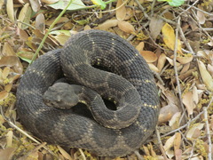 Crotalus cerberus