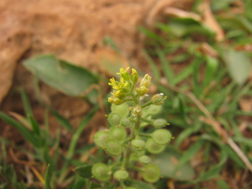 Hairy Alyssum