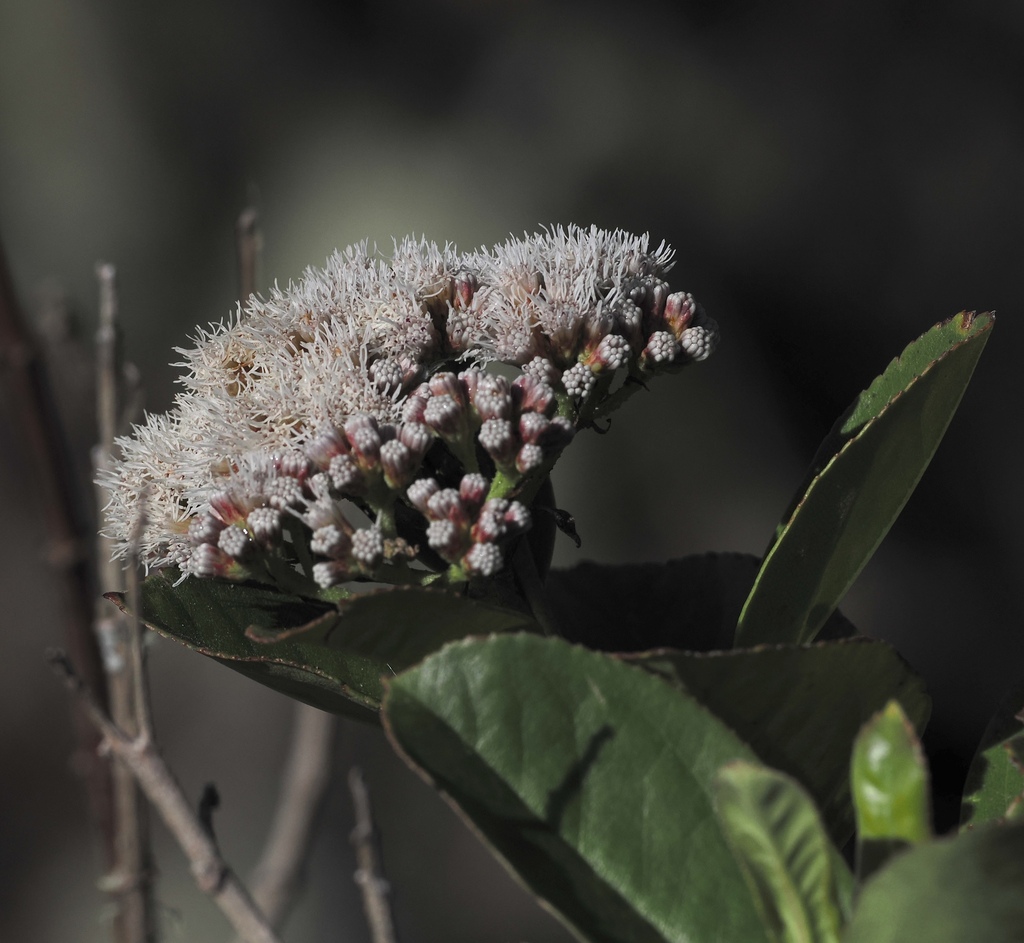 Ageratina tinifolia; photograph (c) desertnaturalist, some rights reserved (CC BY)