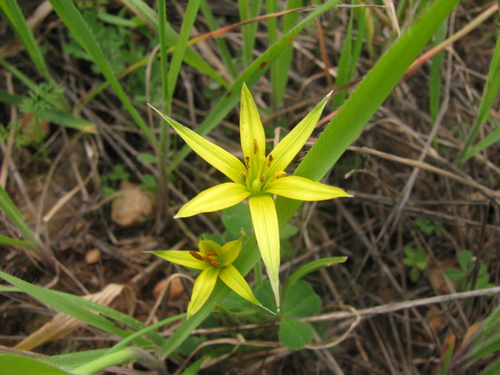 Image of Gagea commutata by (c) Nachman bones, some rights reserved (CC BY)